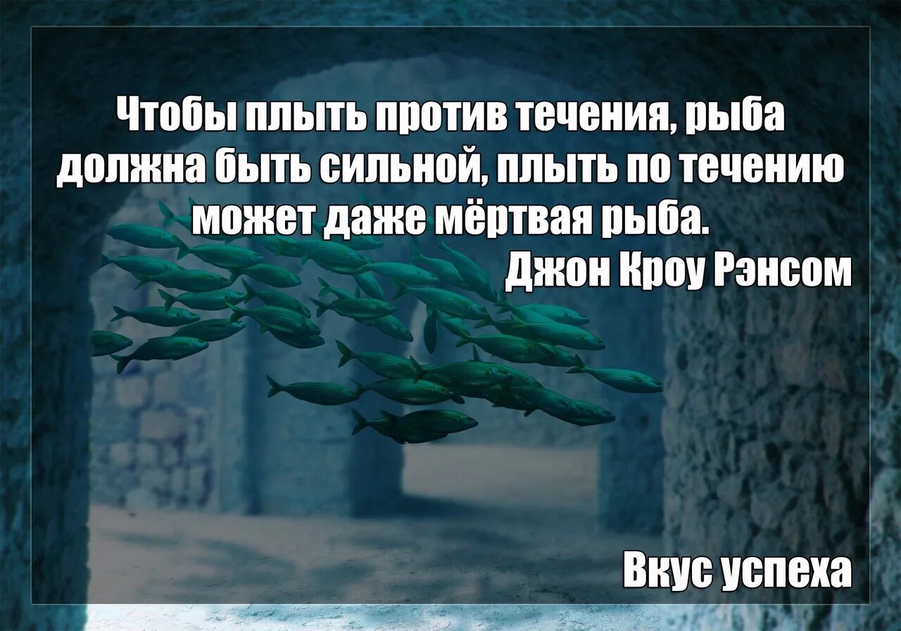 Плыть по течению или против течения. Плыть по течению цитаты. Живая рыба плывет против течения. Плыви по течению цитаты.