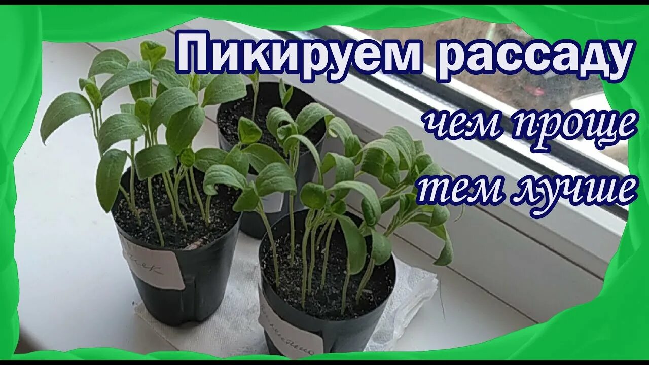 Пересадка баклажан в стаканчики. Пикирует рассады баклажана. Пикирование рассады баклажанов. Пикировка рассады баклажан в стаканчики. Пикировка баклажанов на рассаду.