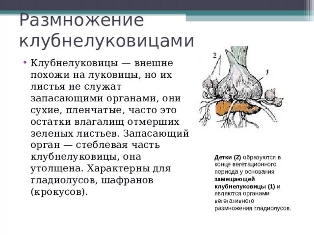 Бесполое размножение животных организмов. Способы размножения привести примеры. Способы размножения привести примеры. Схема способы размножения растений. Типы бесполого размножения растений.