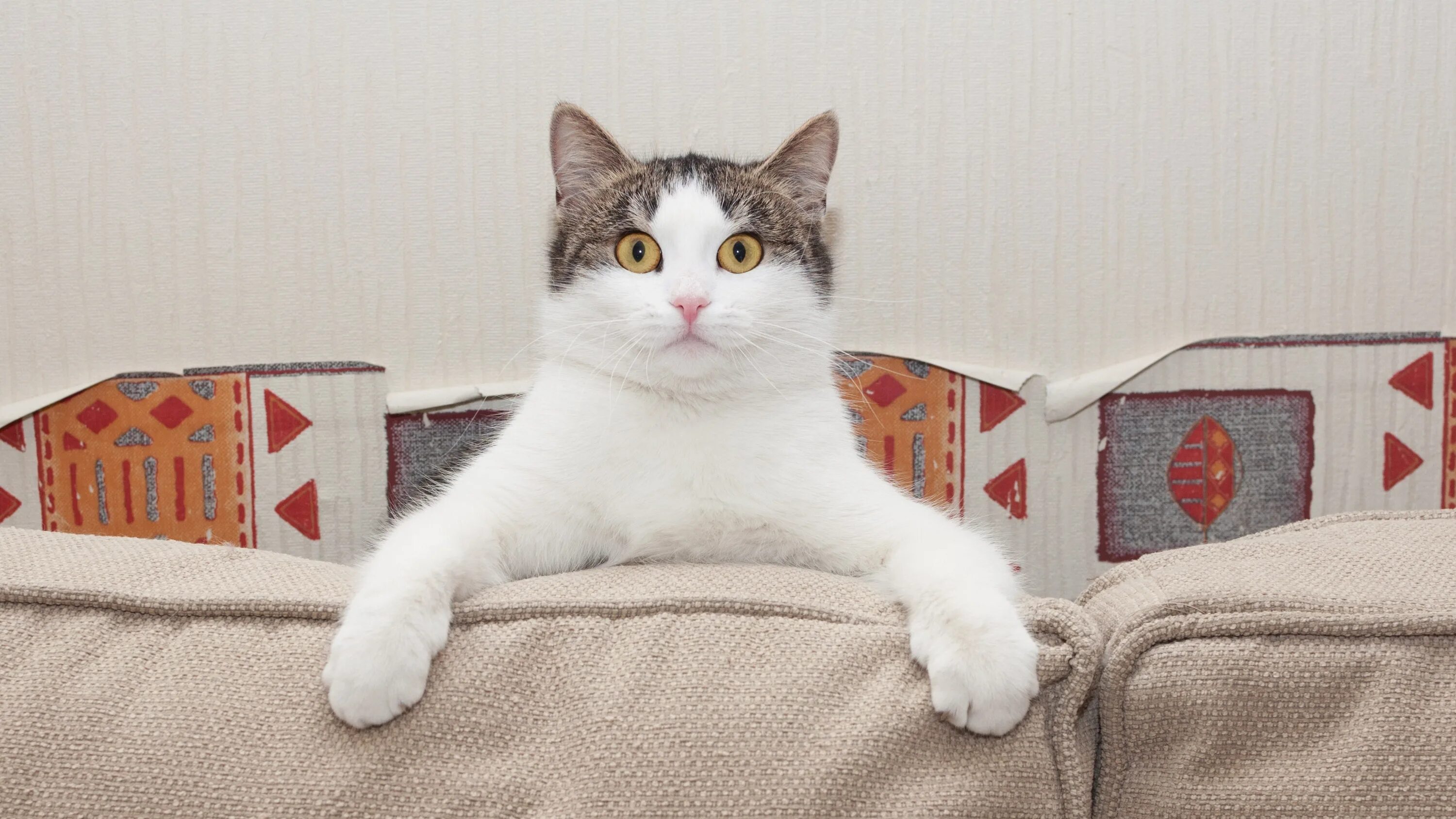 Белая кошка на диване. Белая кошка на диване мини. Cat Puppet. Pet obesity.