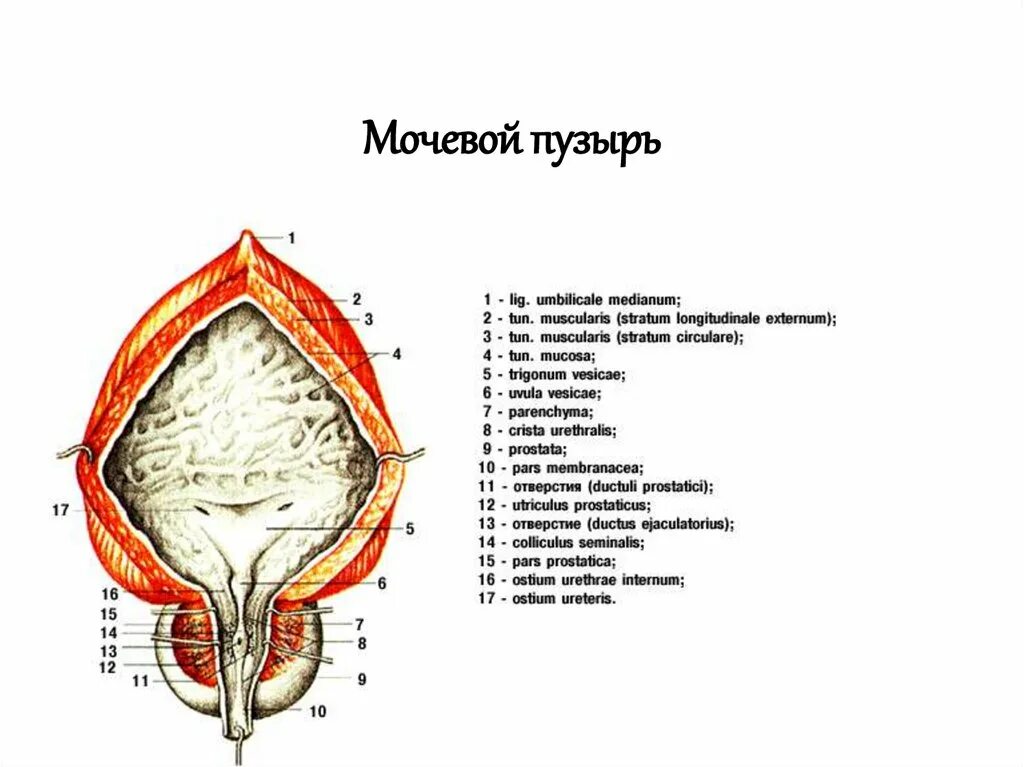 Область мочевого пузыря у мужчин. Строение мочевого пузыря анатомия. Строение мочевого пузыря анатомия животных. Строение мочевого пузыря латынь. Мочевой пузырь в разрезе анатомия.