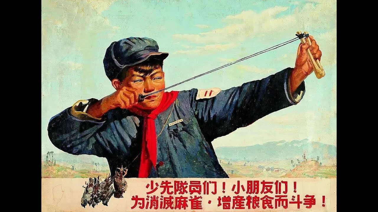 Мао цзэдун уничтожение воробьев. Истребление воробьёв в китае. Воробьев китай. Уничтожение воробьёв в китае 1958. Мао цзэдун геноцид воробьев.