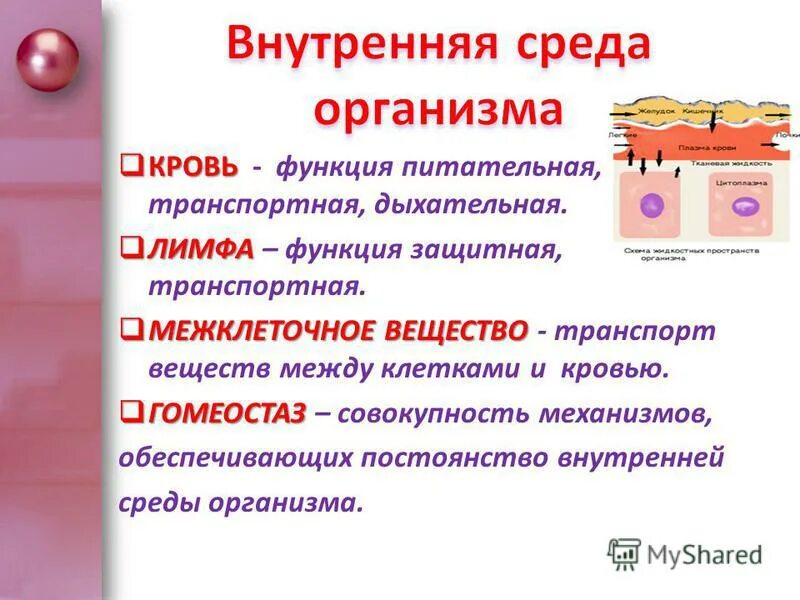 Какого значение крови для организма. Функции крови как внутренней среды организма. Компоненты внутренней среды человека. Состав внутренней среды организма человека.