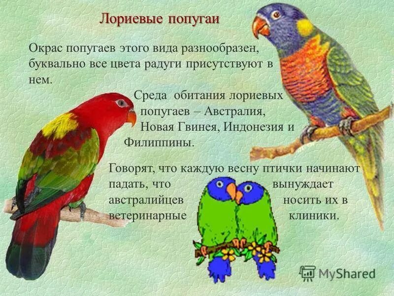 К какому классу относят исчезающих попугаев