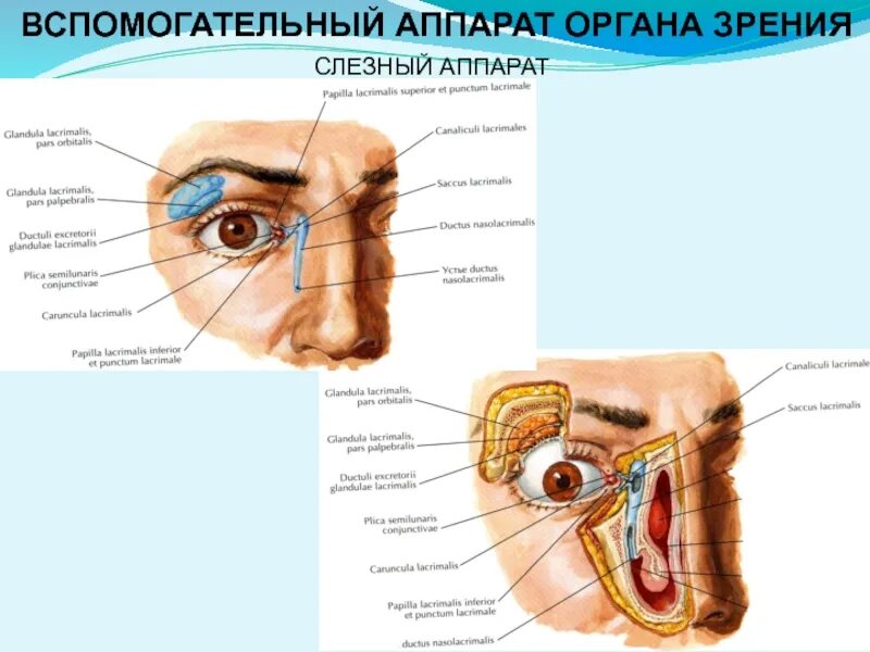 Вспомогательный аппарат органа зрения. Вспомогательный аппарат глаза слезный аппарат. Слезный аппарат органа зрения. Слезные железы вспомогательный аппарат