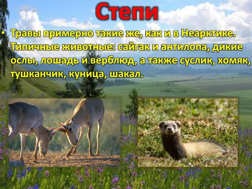 Какие животные являются типичными обитателями зоны степей. Типичные животные степи. живые организмы в степи. живые организмы степи растения и животные. живые организмы степи 6 класс.