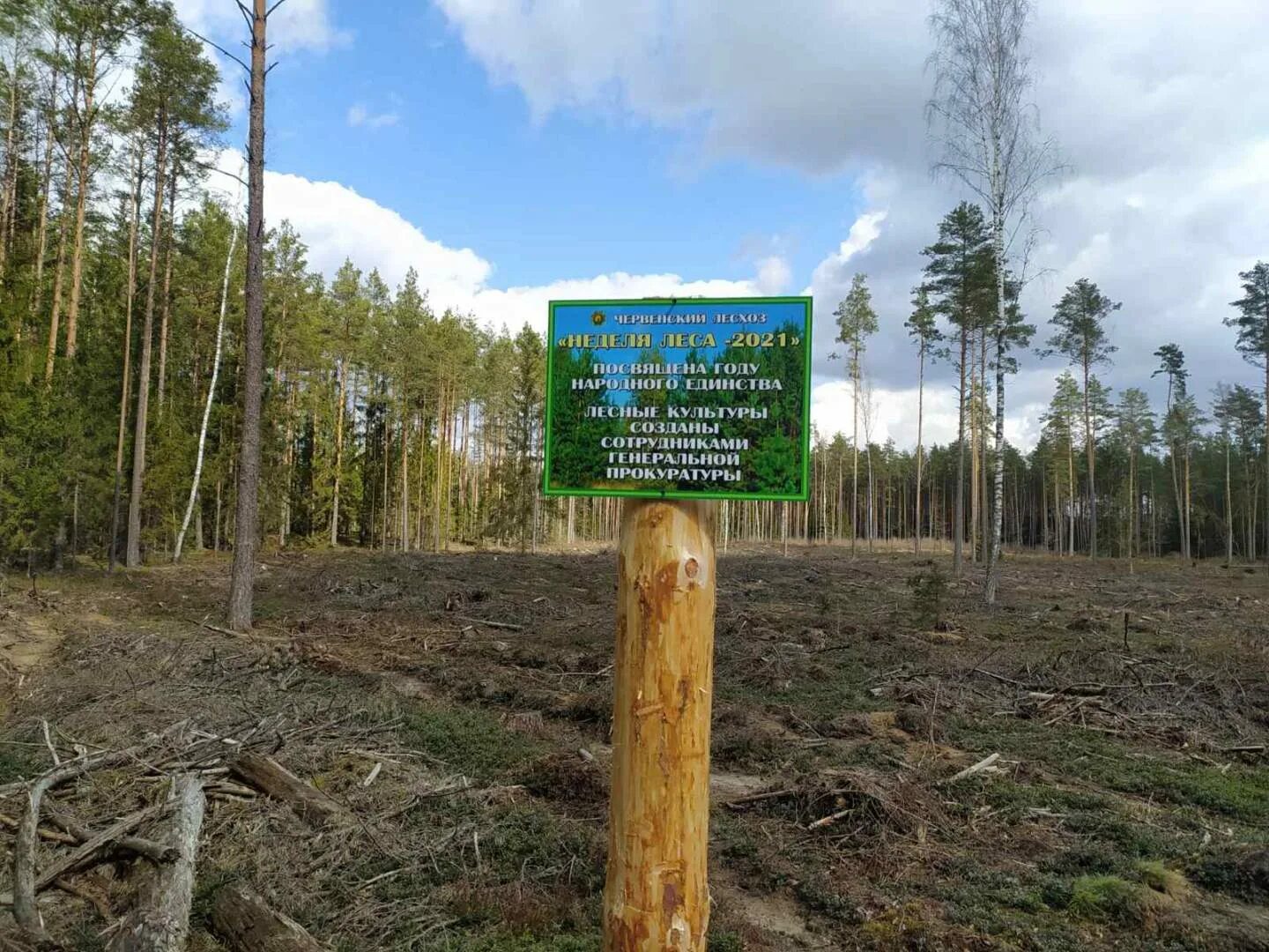 Лесная неделя. Минск в лесу. Минск для леса.