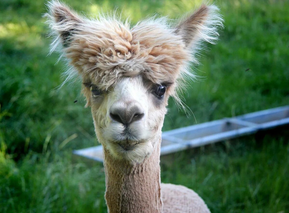 Необычные животные. Забавные картинки. Мемные картинки животных. Смешные картинки животных. Gray lioness.