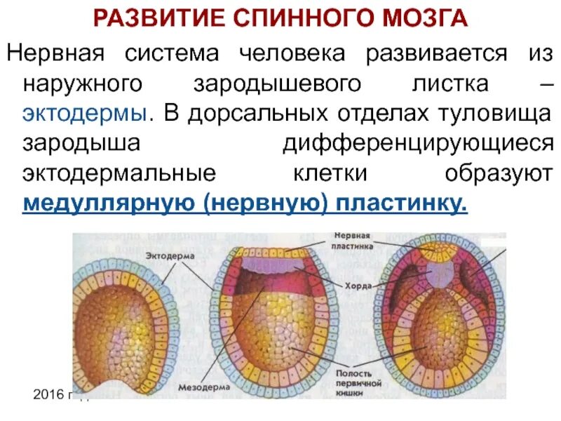 Нервная система образуется из. Нервная система зародышевый листок. эмбриональное развитие спинного мозга. развитие нервной системы из эктодермального зародышевого листка. ращвитие нераной системы из эктодермальногозародышевого листка.