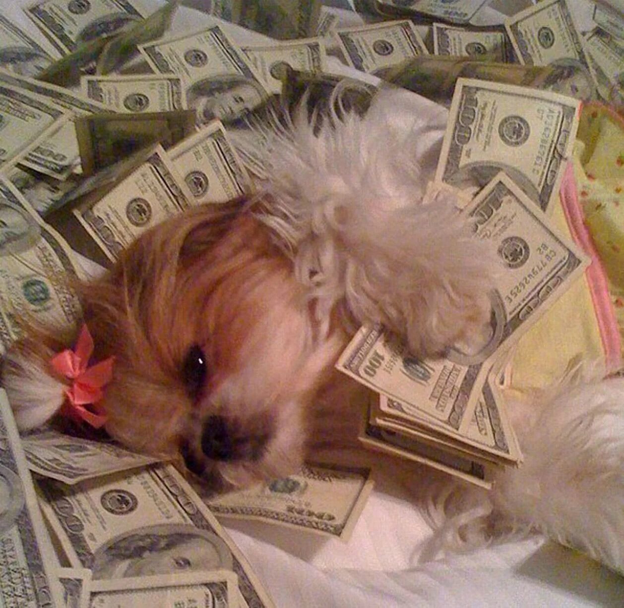 Где самые богатые животные. Собачка с деньгами. Животные с деньгами. Купюры с собаками. Богатая собака.