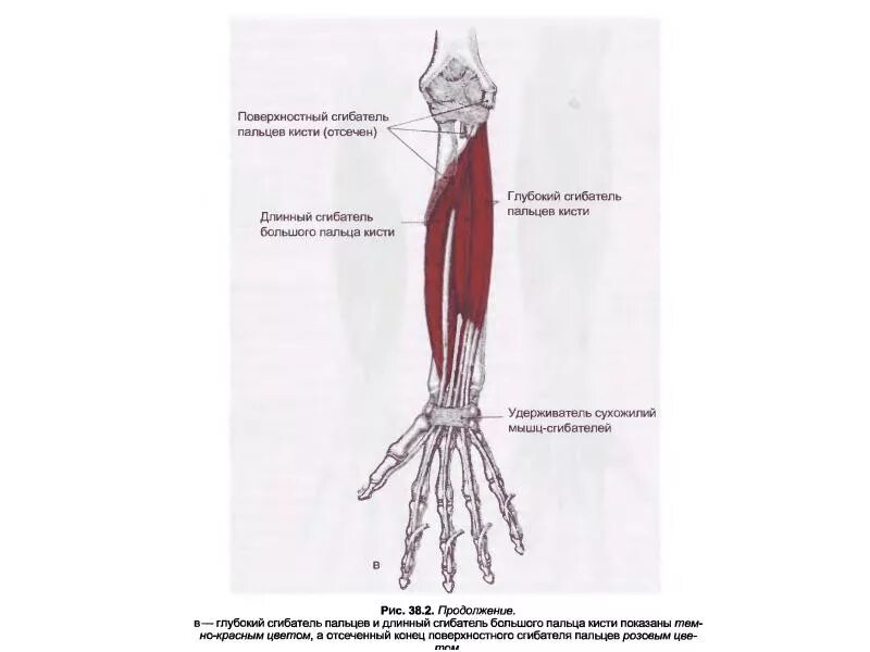 Длинный сгибатель пальцев кисти. Длинный сгибатель большого пальца кисти мышца. Длинный сгибатель пальца кисти. Мышца локтевой сгибатель кисти. Длинный сгибатель большого пальца кисти.
