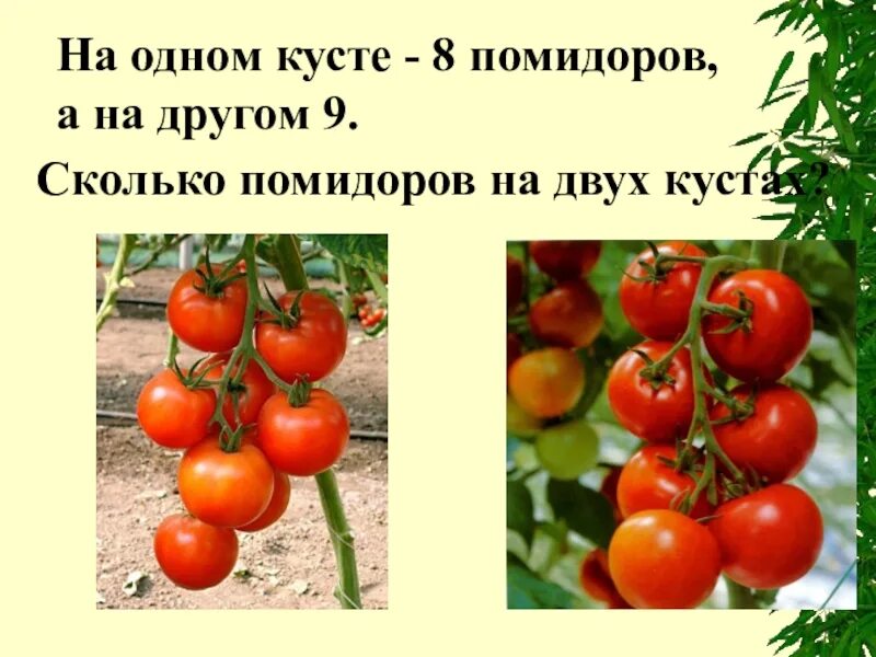 За сколько вырастают помидоры. Куст томата. Сколько помидоров. Сколько помидор с одного куста. Слайды про помидор.