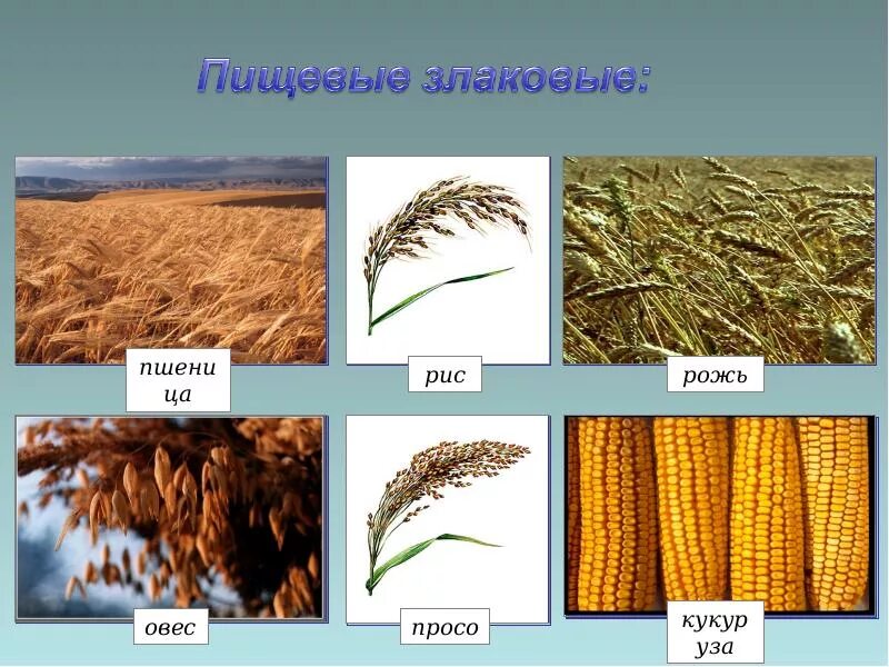 Приведи примеры зерновых культур. Семейство злаковые овсюг. Зерновые культуры семейства злаковых. Злаки Мятликовые представители. Семейство злаки Мятликовые пшеница.