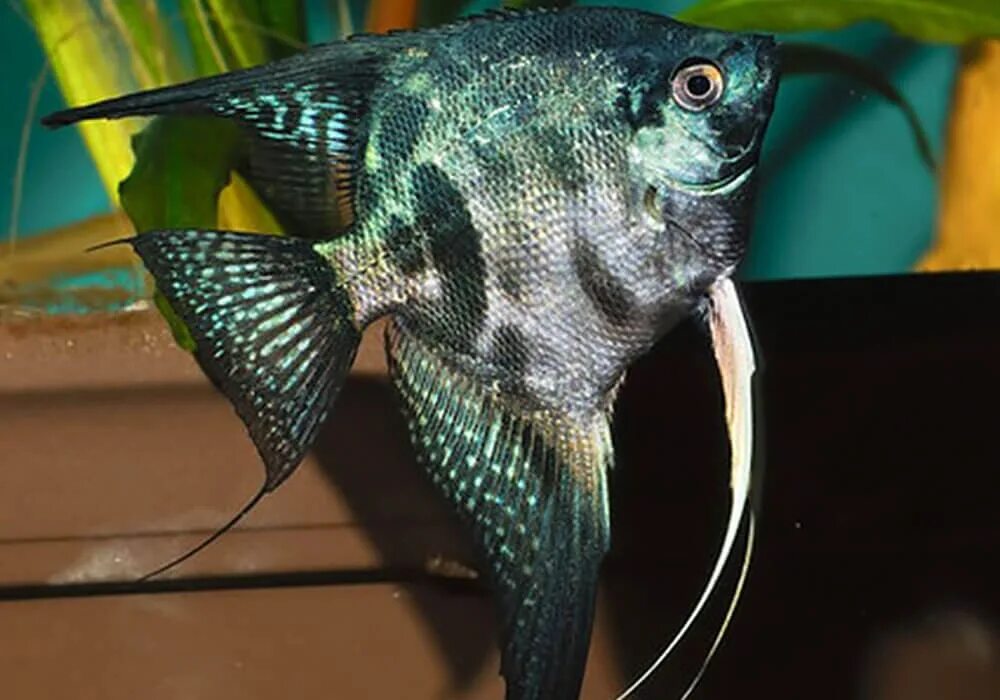 Скалярия смоки. Скалярия пиной смоки. Скалярия красная. Скалярия смоки. Скалярия вуалевая.