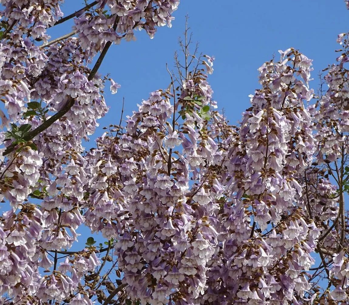 Павлония дерево шан тонг. Павловния шан тонг. Павловния шан тонг. Павловния дерево шанг тонг. Павловния шан тонг морозостойкая.