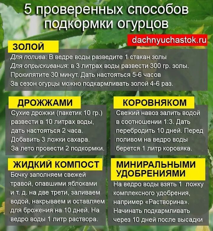 Подкормка томата и огурца