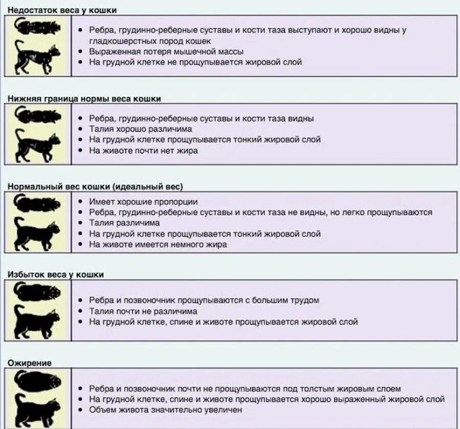 Норма веса взрослого кота. Норма веса взрослой кошки. Вес кошки в 2.5 года норма. Нормальный вес котов по возрасту.