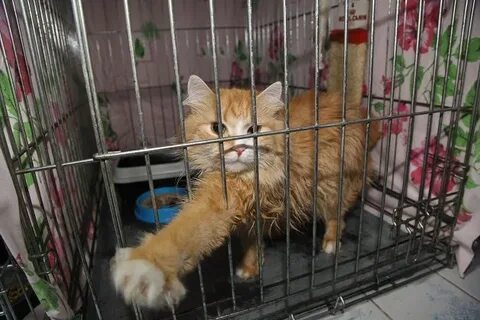 Приют животных верный