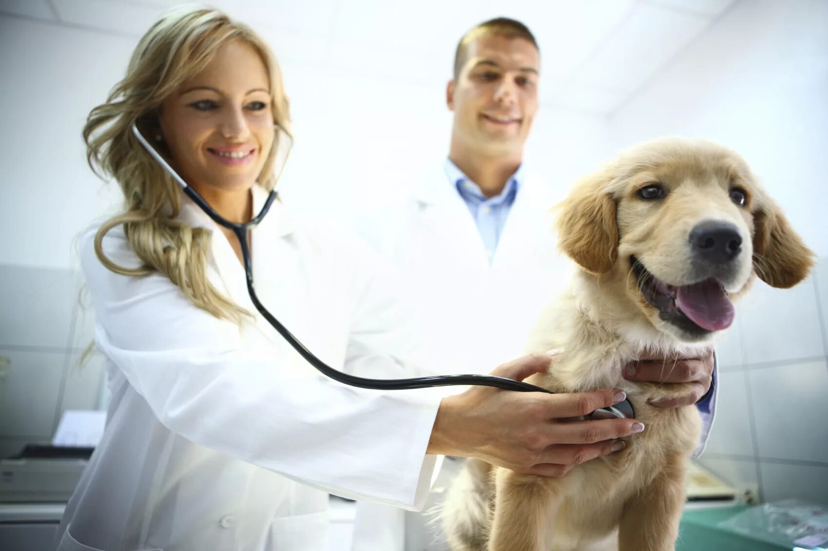 Ветеринары уральские. Ветеринария. Ветеринарный врач. Ветеринарная клиника. Ветеринар с собакой.