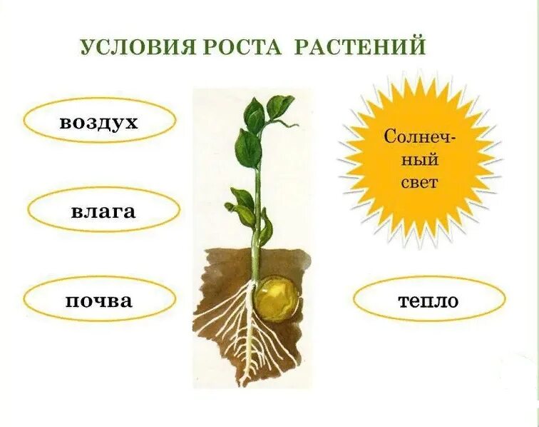 Четыре условия для жизни растений. Условия роста растений. условия необходимые для жизни растений. условия необходимые для роста растений. условия роста и развития растений.