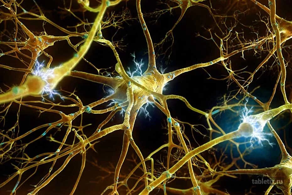Включает несколько слоев нейронов. Нервная система Нейрон. Нейрофизиология. Нейронные связи головного мозга. Нервные клетки человека.
