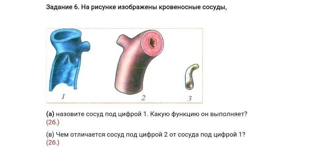 Какую функцию выполняют сосуды. Обозначенный сосуд называется. Назовите сосуд изображенный на рисунке. Какую функцию выполняют сосуды у растений впр