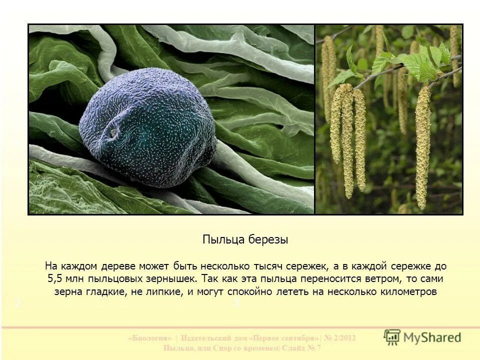 Пыльца цветковых растений. Генеративное размножение растений опыление. Вегетативная и генеративная клетка. Пыльца растений. Пыльца растений.