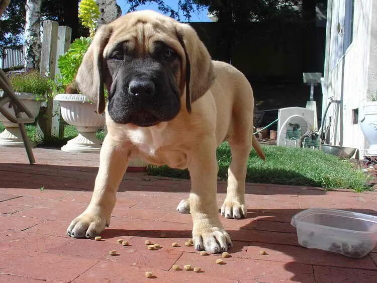 Английский мастиф. Мастив фото. Mastiff порода собак. Английский мастиф. Английский мастиф щенок.