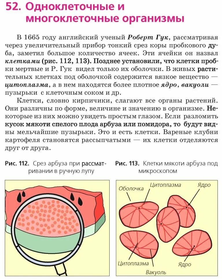 Клетки каких растений можно увидеть невооруженным глазом. Строение клетки мякоти томата. клетки арбуза под лупой. клетки томата под микроскопом. клетки мякоти томата под микроскопом.