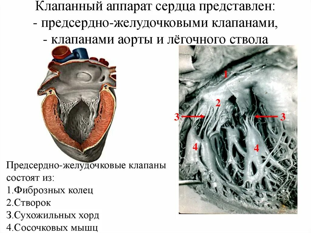 Сердечный представить