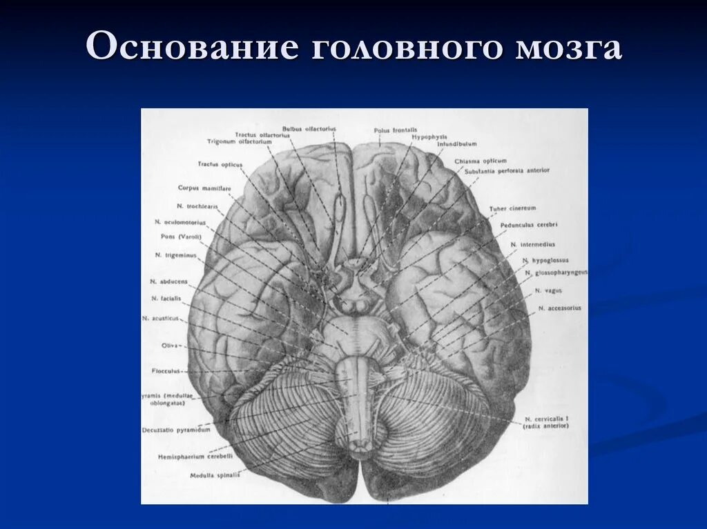 Строение головного мозга снизу. Строение головного мозга вид снизу. Основание головного мозга анатомия. Головной мозг снизу анатомия. Складчатая поверхность головного мозга