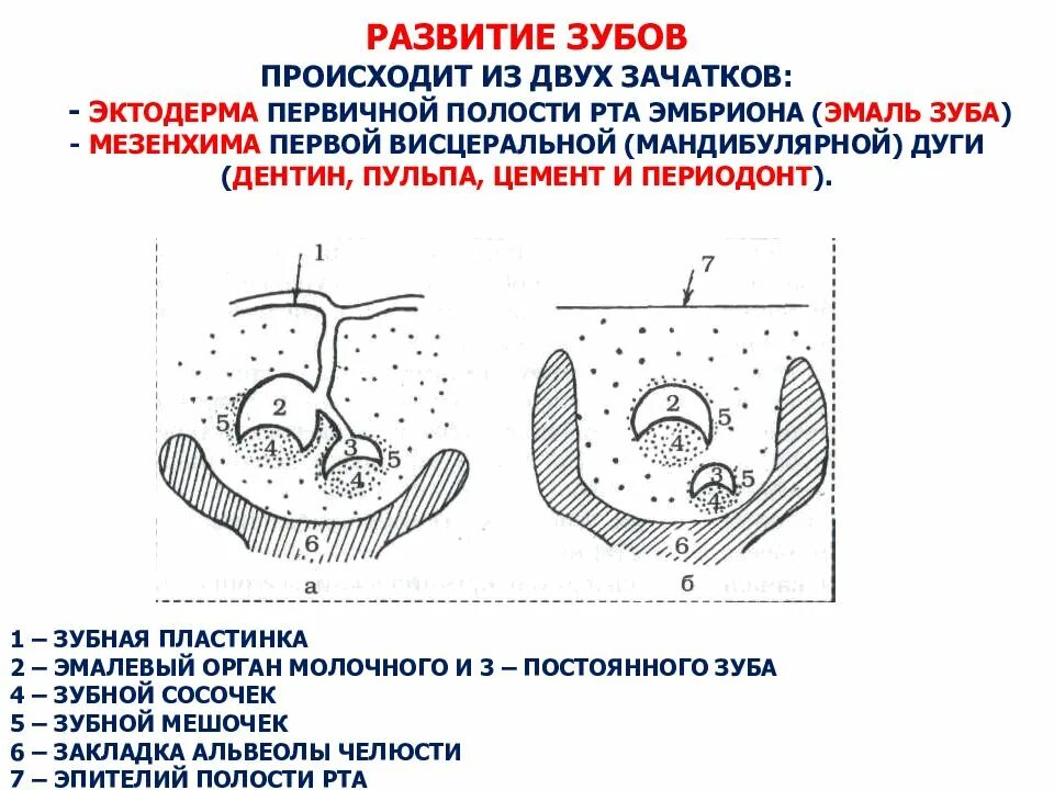 Развитие происходит в 4 стадии. Зубная пластинка эмбриогенез. развитие зуба стадия зубной пластинки. периоды развития зачатка зуба.