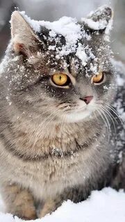 Кот иней