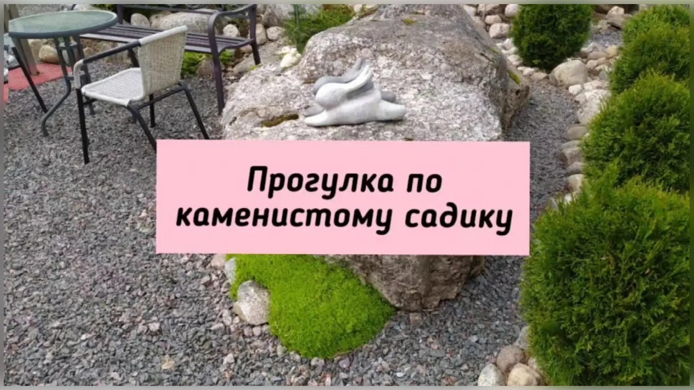 Вегетация хвойных растений когда начинается. Гармония каменистого садика. Гармония каменистого садика. Гармония каменистого садика ютуб. Гармония каменистого садика.