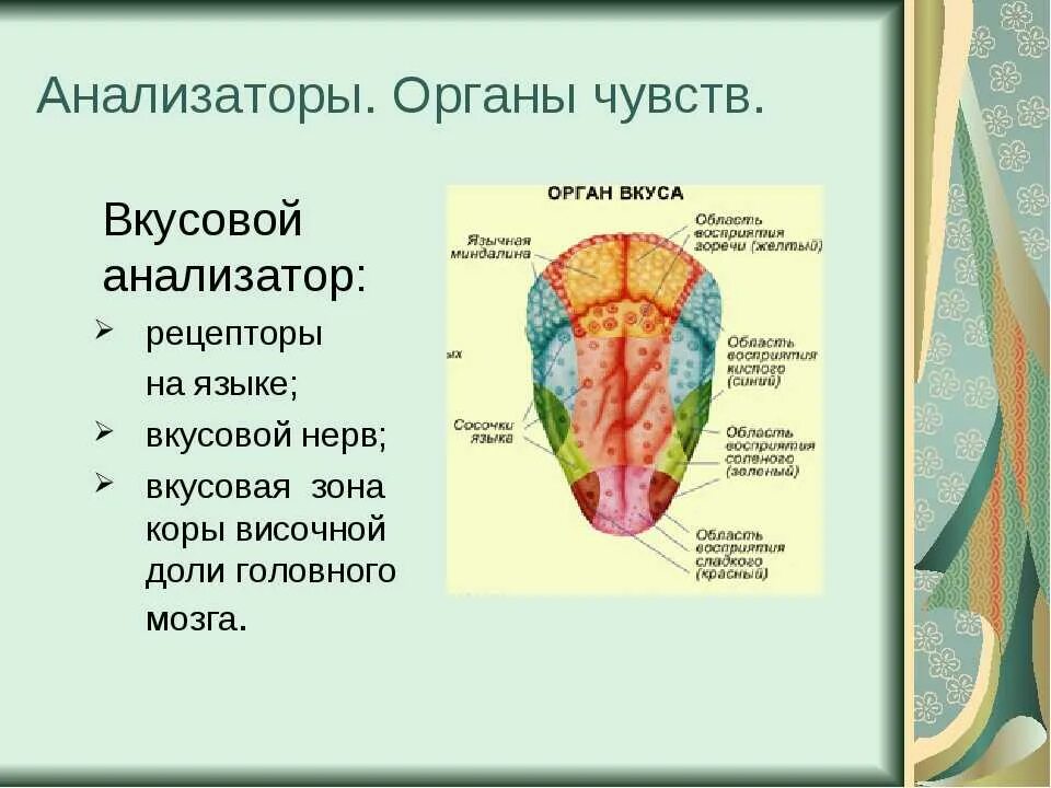 Строение периферического отдела вкусового анализатора схема. Вкусовой анализатор строение и функции. Рецепторный отдел вкусового анализатора. Таблица строения периферического отдела вкусового анализатора. Язык описание органа