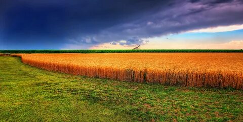 Kansas Wheat Field. 