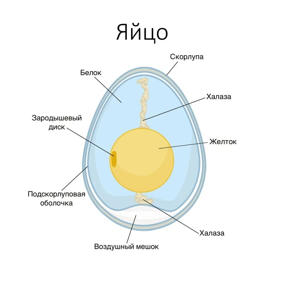 Особенности яйца птиц. Строение подскорлуповой оболочки яйца птицы. Строение яйца птицы 7. Строение подскорлуповой оболочки яйца. Схема строения яйца птицы.