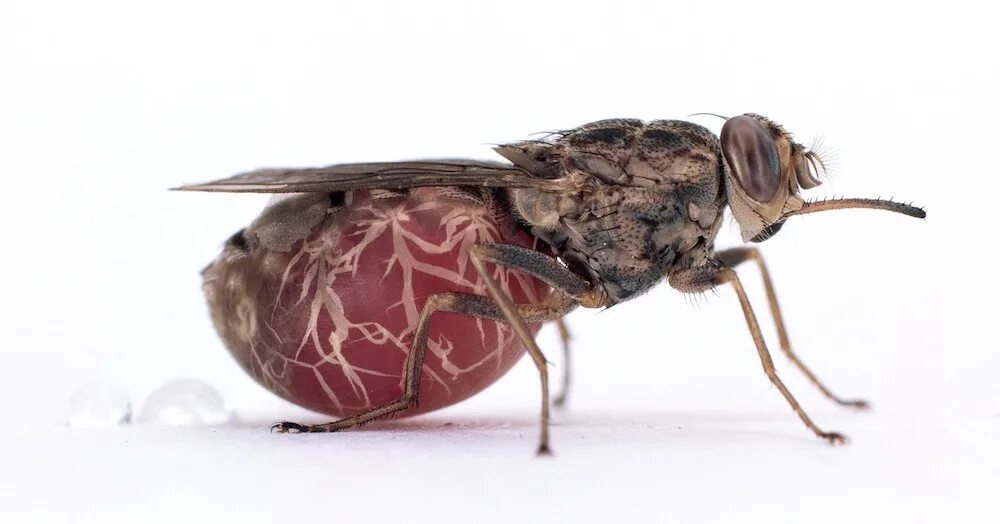 Tsetse fly. Муха ЦЕЦЕ Glossina Palpalis. Муха ЦЕЦЕ В Африке. Сонная болезнь Муха ЦЕЦЕ.