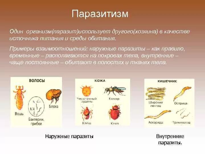 Паразиты примеры организмов. Примеры пораз.