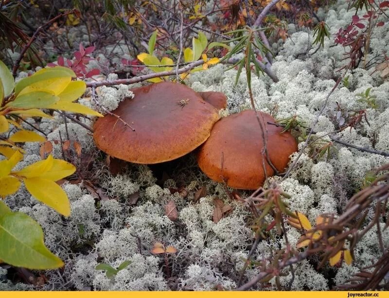 60,000+ Free Autumn & Nature Photos