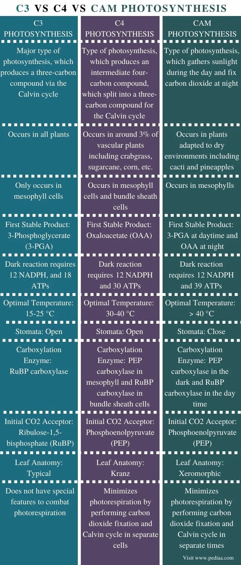 Difference between c and c. Muscle types and differences.