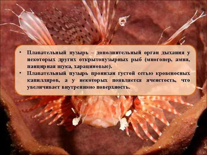 Плавательный пузырь щуки. У хрящевых рыб имеется плавательный пузырь. НАДЖАБЕРНЫЙ орган рыб. Жаберные отверстия рыб.