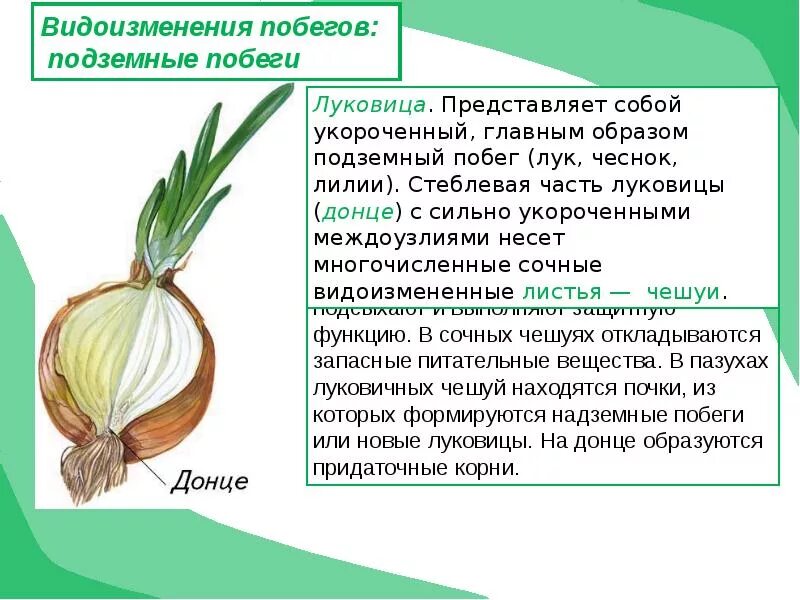 Видоизменения побегов у растений доклад. Сообщение по биологии 6 класс о видоизмененные побеги. Корневище клубень луковица видоизмененные побеги. Сообщение о видоизмененных побегов растения. Какую функцию выполняют в луковице сочные чешуи