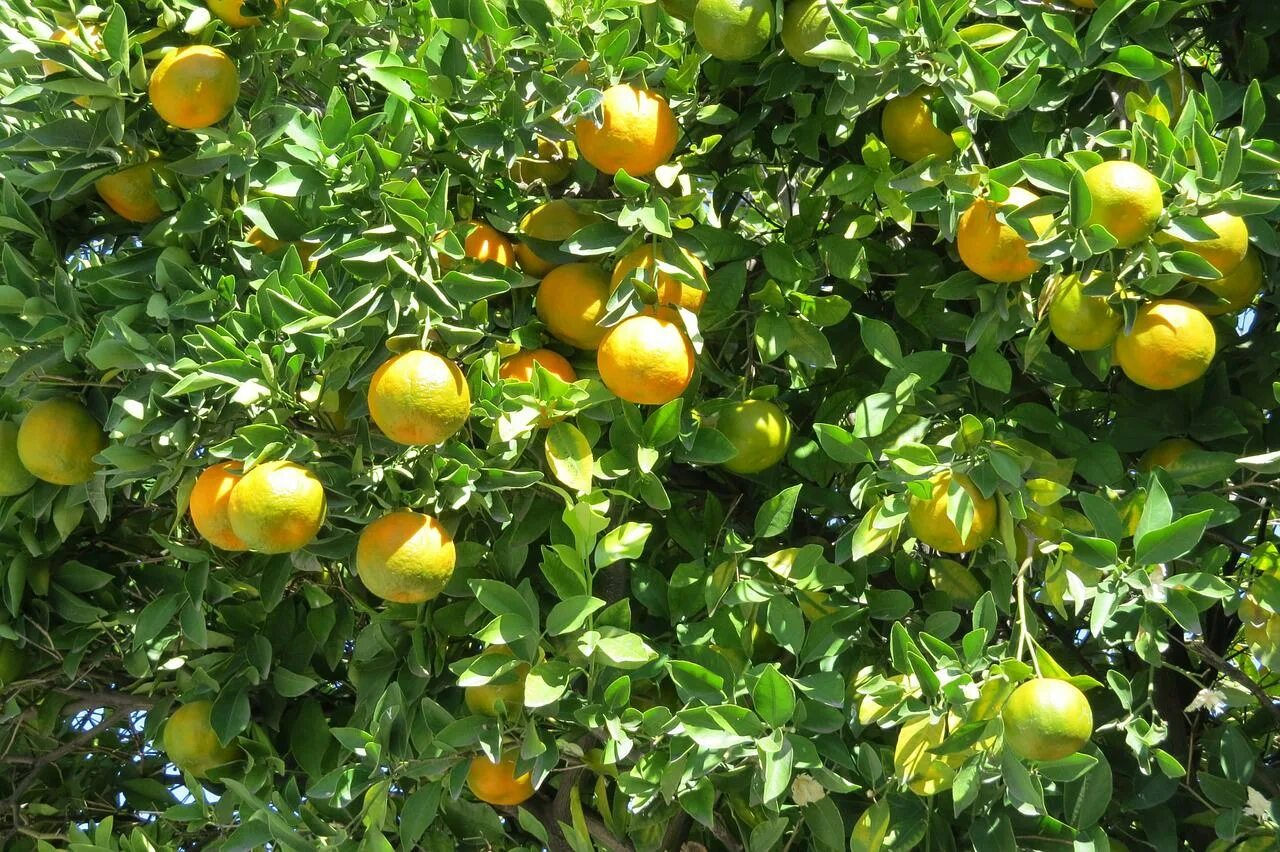 Лимон растет в россии. Юдзу - растение цитрус. Мандарин Tangerine Tree. Цитрус (Citrus) – лимон дерево. Лимон вилла Франка.