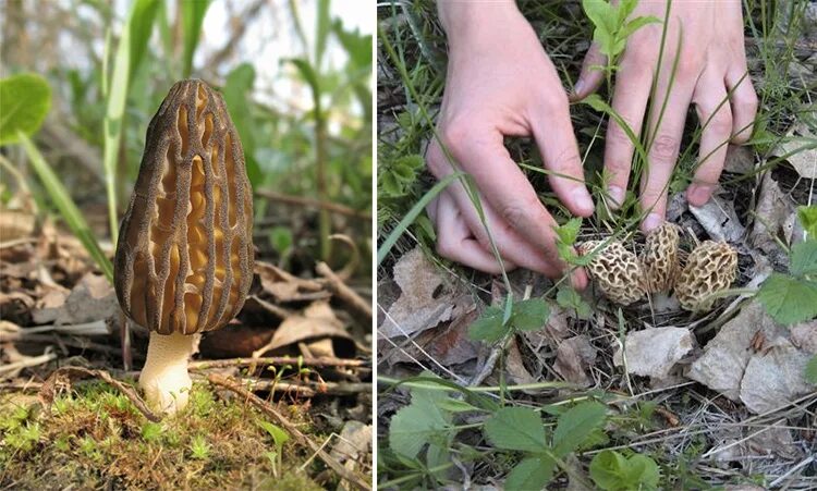 Сморчки время сбора. Сморчки грибы Лесные. Сморчки растут. Сморчки грибы когда растут. Сморчки собранные.