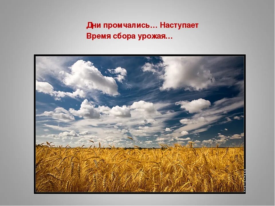 Поле сообщение 3 класс. Поле искусственное сообщество. поле природное. природное сообщество поле. желтеющая нива.