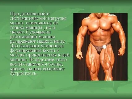 Влияние физических упражнений на мышцы реферат