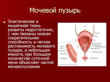 Мышцы мочевого