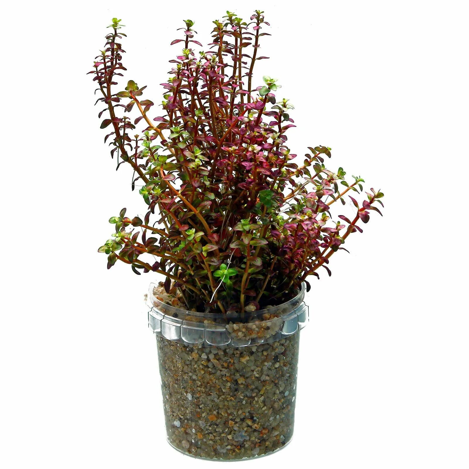 Ротала macrandra. Ротала макранда. Rotala macrandra Mini. Ротала крупнотычинковая (Rotala macrandra).