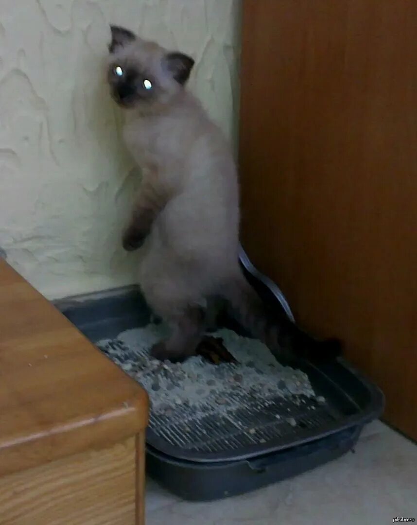 Гадит кот форум. Кот какает. какающий кот сиамский. кот гадит стоя. сиамские коты и лоток.